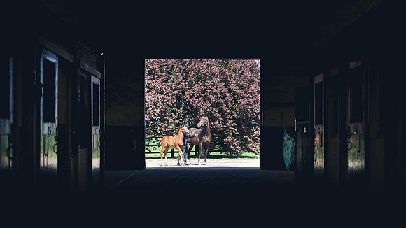 The-National-Stud-Dominic-James_DJ_4728