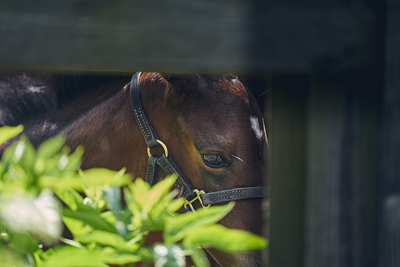 The-National-Stud-Dominic-James_DJ_4974