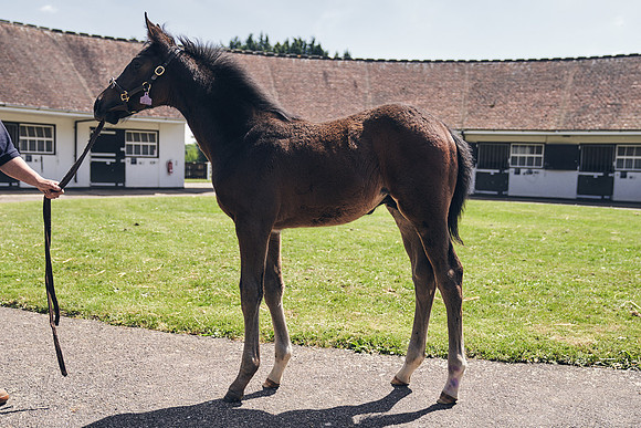 The-National-Stud-Dominic-James_DJ_4489