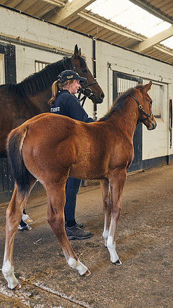 The-National-Stud-Dominic-James_DJ_4911