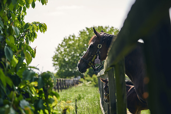 The-National-Stud-Dominic-James_DJ_5023