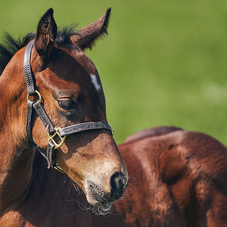 The-National-Stud-Dominic-James_DJ_5125