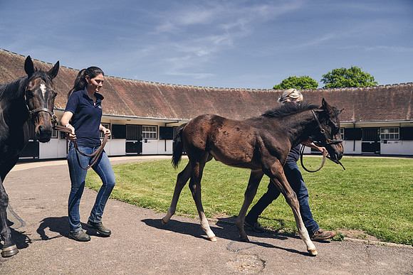 The-National-Stud-Dominic-James_DJ_4390