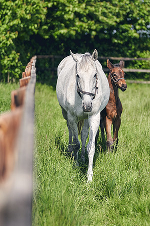 The-National-Stud-Dominic-James_DJ_5090