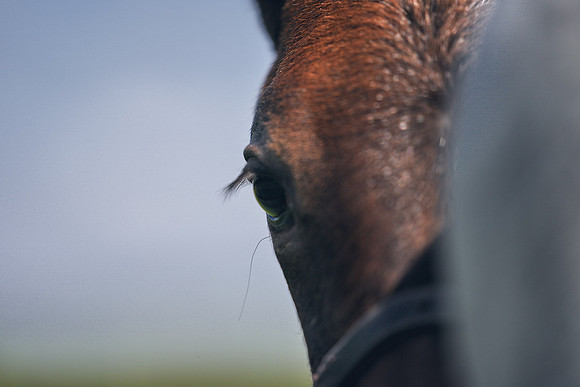 The-National-Stud-Dominic-James_DJ_5114