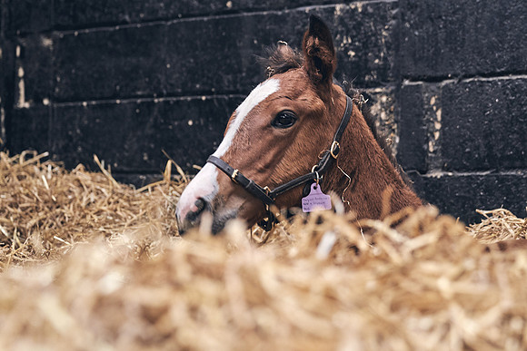 The-National-Stud-Dominic-James_DJ_4617