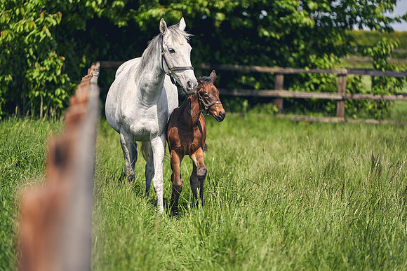 The-National-Stud-Dominic-James_DJ_5078