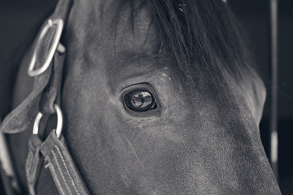 The-National-Stud-Dominic-James_DJ_4257