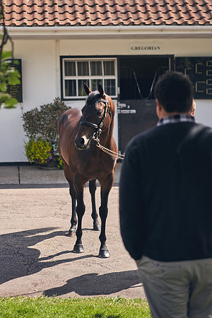 The-National-Stud-Dominic-James_DOM9925