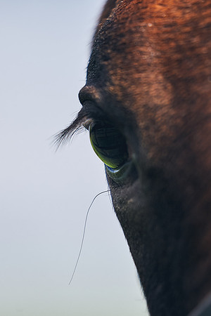 The-National-Stud-Dominic-James_DJ_5115
