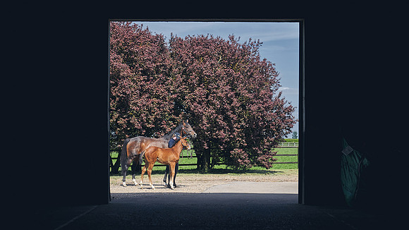 The-National-Stud-Dominic-James_DJ_4762