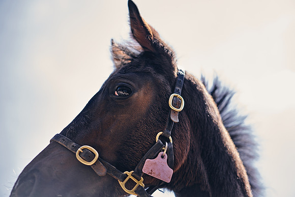 The-National-Stud-Dominic-James_DOM0284