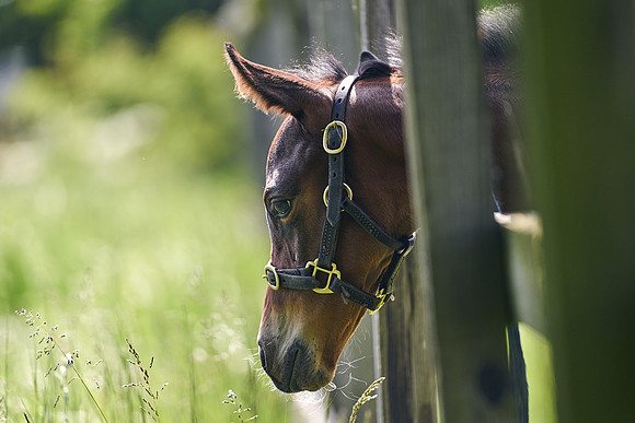The-National-Stud-Dominic-James_DJ_5028