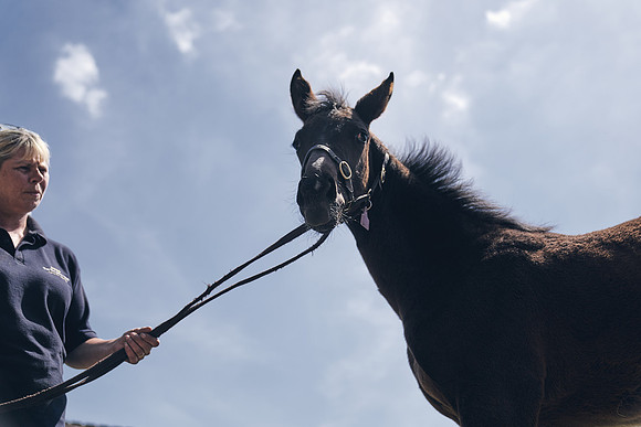 The-National-Stud-Dominic-James_DJ_4528