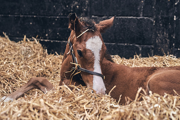 The-National-Stud-Dominic-James_DJ_4609