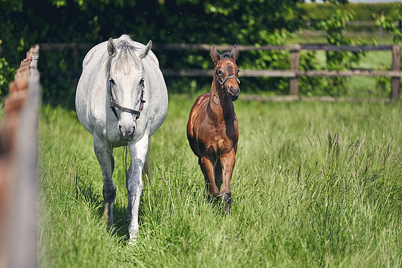 The-National-Stud-Dominic-James_DJ_5085