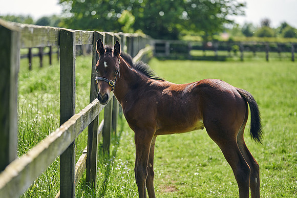 The-National-Stud-Dominic-James_DJ_5039