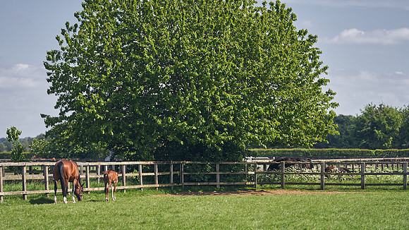 The-National-Stud-Dominic-James_DJ_4949