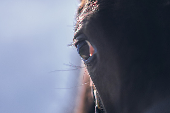 The-National-Stud-Dominic-James_DOM0462