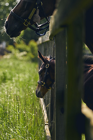 The-National-Stud-Dominic-James_DJ_5021