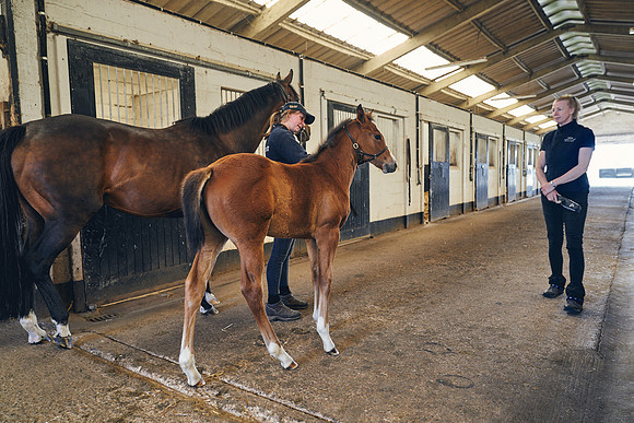The-National-Stud-Dominic-James_DJ_4909