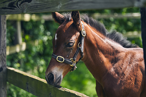The-National-Stud-Dominic-James_DJ_5000