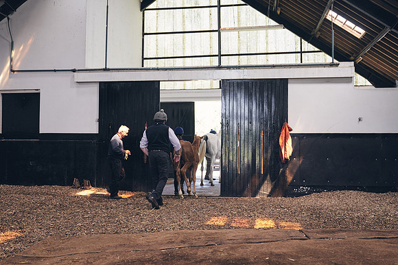 The-National-Stud-Dominic-James_DJ_4223