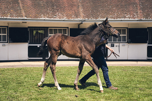 The-National-Stud-Dominic-James_DJ_4319