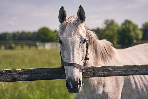 The-National-Stud-Dominic-James_DJ_5062