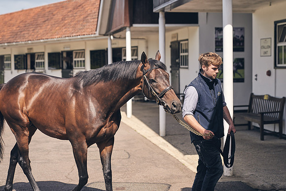 The-National-Stud-Dominic-James_DJ_3633