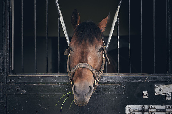 The-National-Stud-Dominic-James_DJ_3739