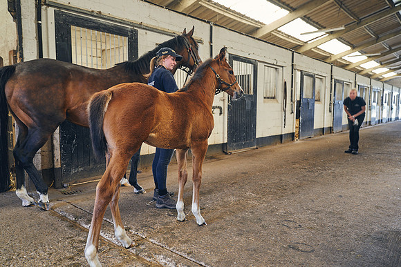 The-National-Stud-Dominic-James_DJ_4897