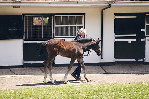 The-National-Stud-Dominic-James_DOM0191
