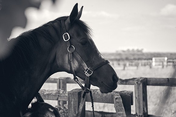 The-National-Stud-Dominic-James_DJ_5172