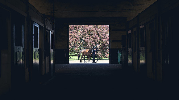 The-National-Stud-Dominic-James_DJ_4718