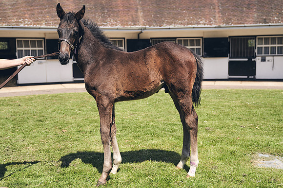 The-National-Stud-Dominic-James_DJ_4338