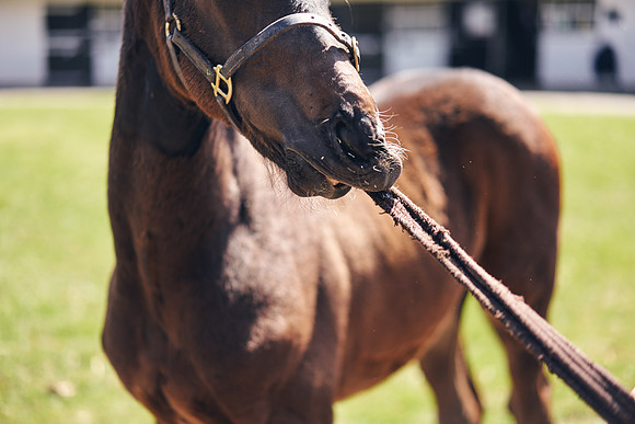 The-National-Stud-Dominic-James_DOM0308