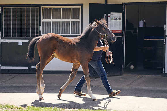 The-National-Stud-Dominic-James_DOM0198