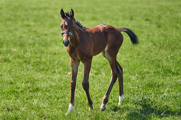 The-National-Stud-Dominic-James_DJ_5148