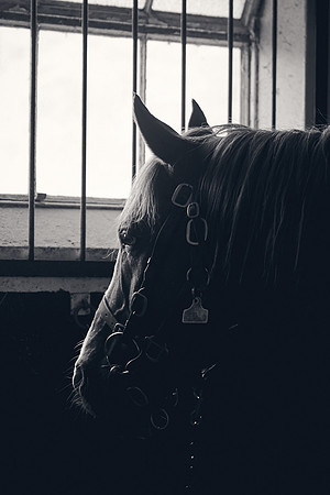 The-National-Stud-Dominic-James_DJ_3889