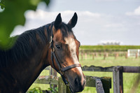 005 Roseberry