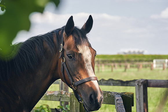 The-National-Stud-Dominic-James_DJ_5169