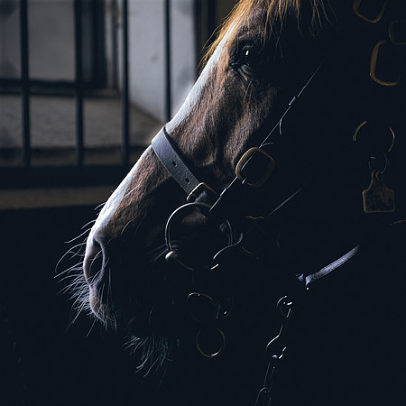 The-National-Stud-Dominic-James_DJ_3906