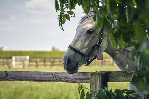The-National-Stud-Dominic-James_DJ_5183