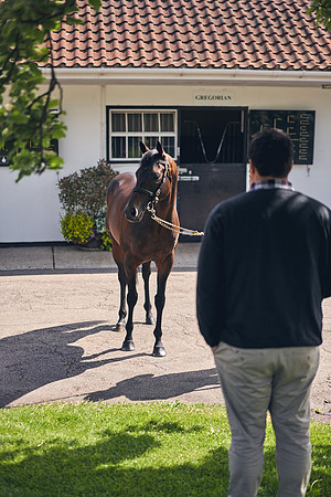 The-National-Stud-Dominic-James_DOM9927