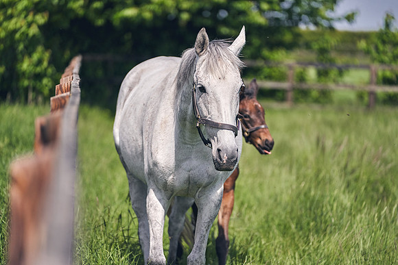 The-National-Stud-Dominic-James_DJ_5093