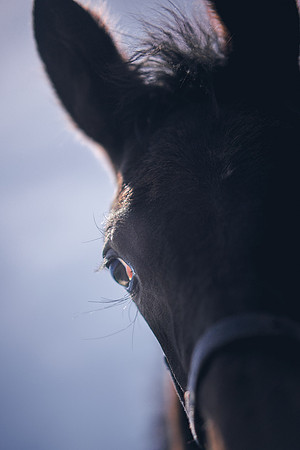 The-National-Stud-Dominic-James_DOM0460