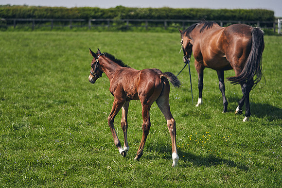 The-National-Stud-Dominic-James_DJ_5136