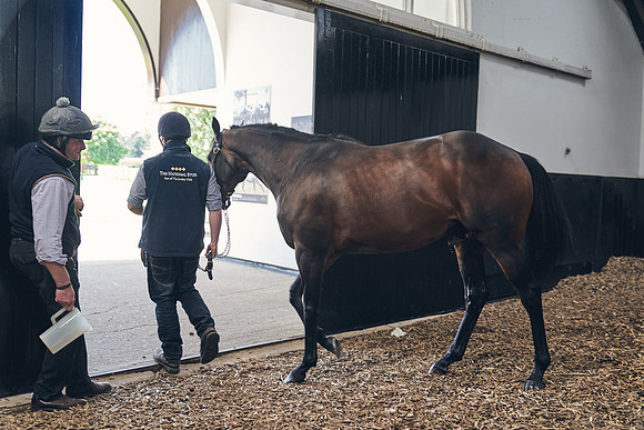 The-National-Stud-Dominic-James_DJ_4219