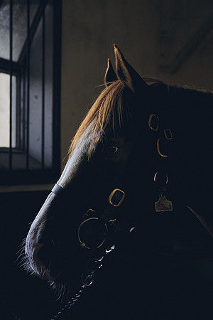 The-National-Stud-Dominic-James_DJ_3899